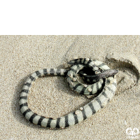 زیرخانواده مارهای دریایی Sea snakes